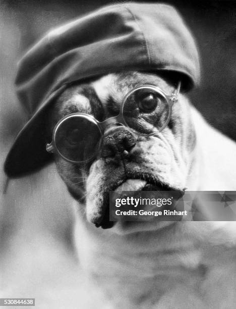 295 Pug In Glasses Stock Photos, High-Res Pictures, and Images - Getty  Images