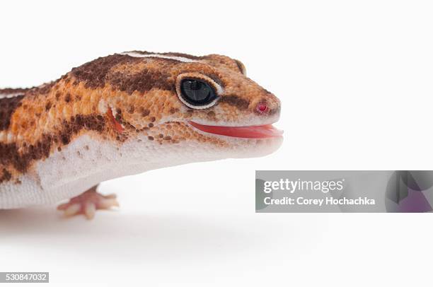 african fat-tailed gecko (hemitheconyx caudicinctus) sticking out it's tongue - hemitheconyx caudicinctus stock pictures, royalty-free photos & images