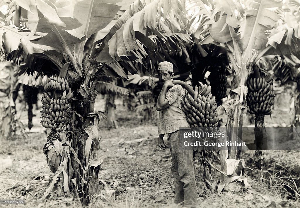 Worker on a Banana Plantation