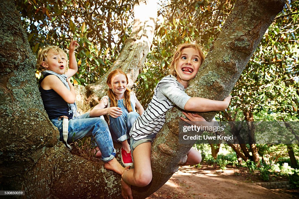 Group of children climbing a tree