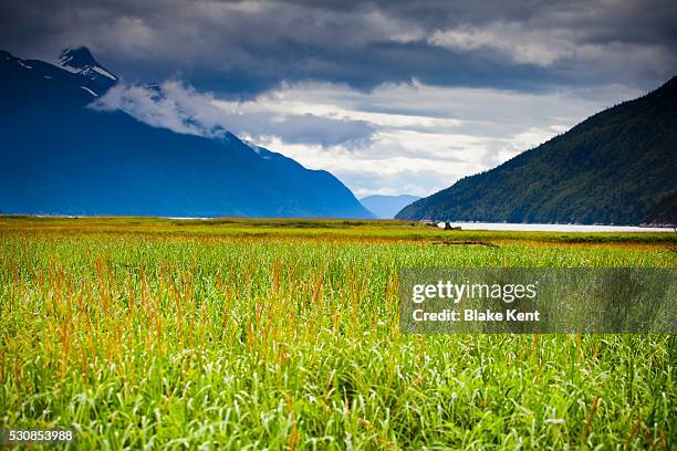 grass in the tidal flats and chilkat mountains with a view of taiya river, skagway, alaska, united states of america - river chilkat bildbanksfoton och bilder
