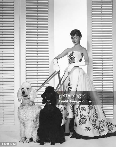 Golden Girl Audrey Hepburn, who stars with Humphrey Bogart and William Holden in Paramount's Sabrina, is Hollywood's new Golden Girl. She rose to...