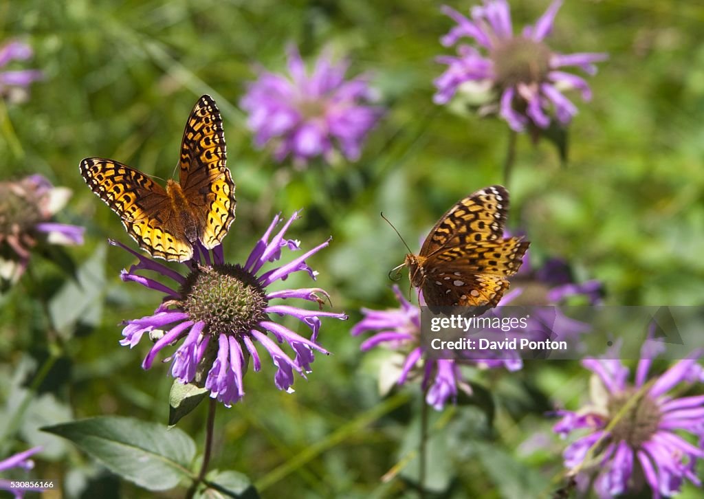 Fritillary butterfly feeding on horesemint blossom as a second butterfly approaches in flight, new mexico, united states of america