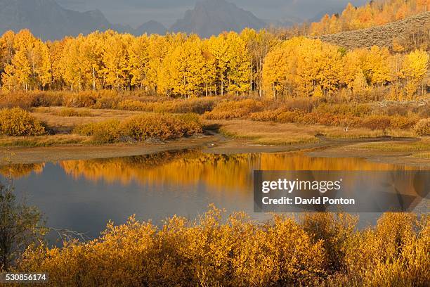 autumn foliage surrounds a pool in the snake river, wyoming, united states of america - snake in pool stock-fotos und bilder