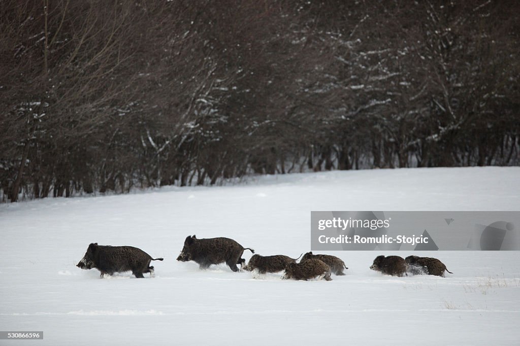 Wild boars running in snow