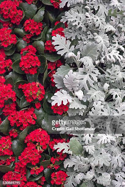red & silver halves - plant design - cineraria maritima stock pictures, royalty-free photos & images