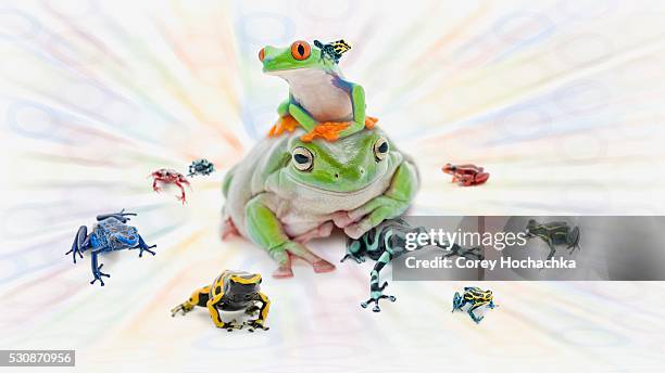 a variety of poison dart frogs (dendrobates ventrimaculatus) - white lined leaf frog stock pictures, royalty-free photos & images