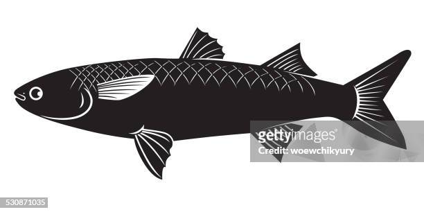 mullet fish vector - mullet fish stock illustrations