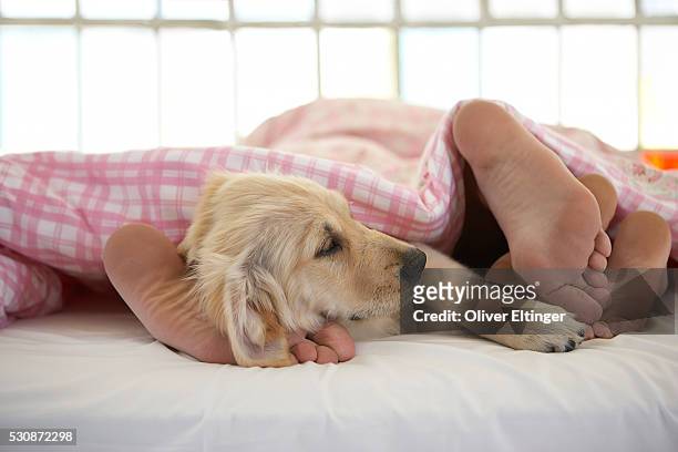 puppy in bed with couple - oliver eltinger stock-fotos und bilder