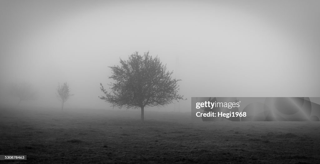Herbst - Nebel