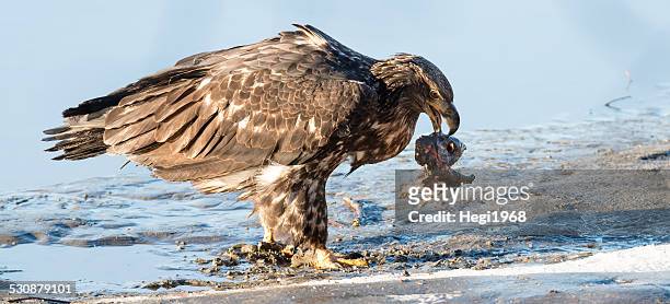 junger weißkopfseeadler bald eagle - river chilkat stock pictures, royalty-free photos & images