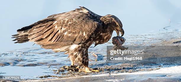 junger weißkopfseeadler bald eagle - rio chilkat imagens e fotografias de stock