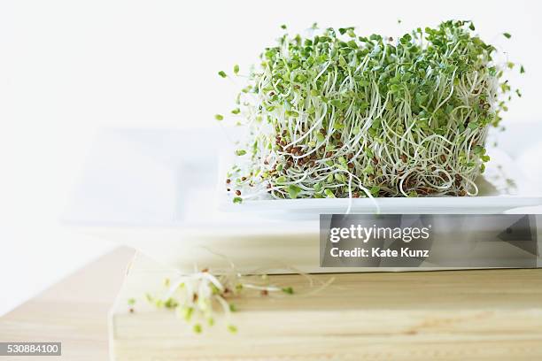 alfalfa sprouts - alfalfa stock pictures, royalty-free photos & images