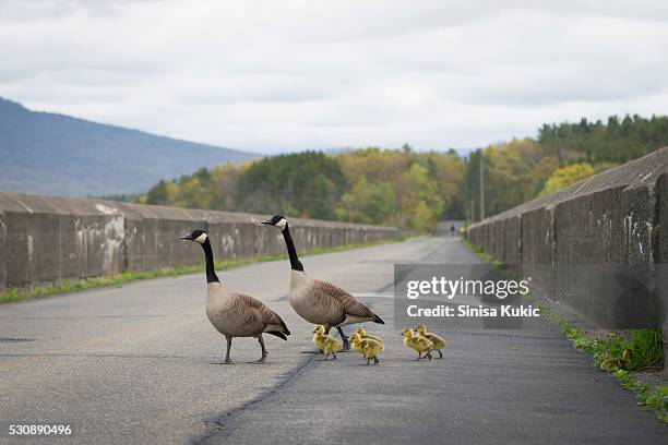 canadian geese family - ashokan reservoir stock pictures, royalty-free photos & images