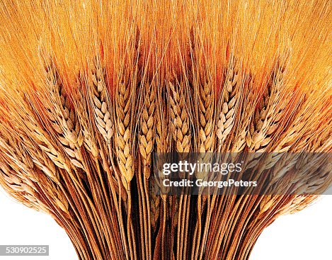 Wheat Bundle Wheat Bundle
