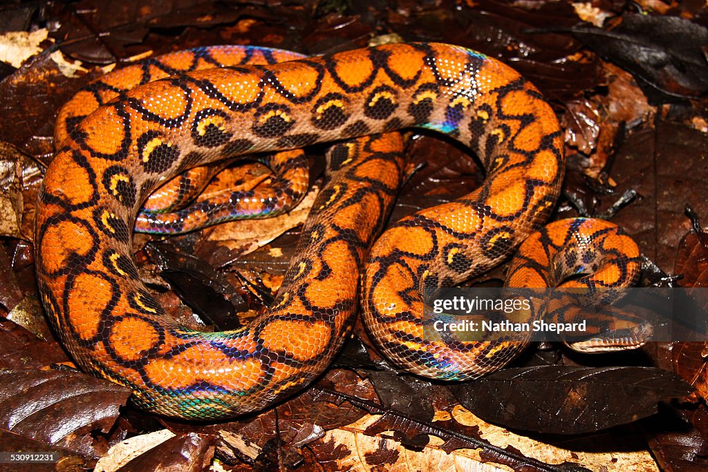 Rainbow Boa