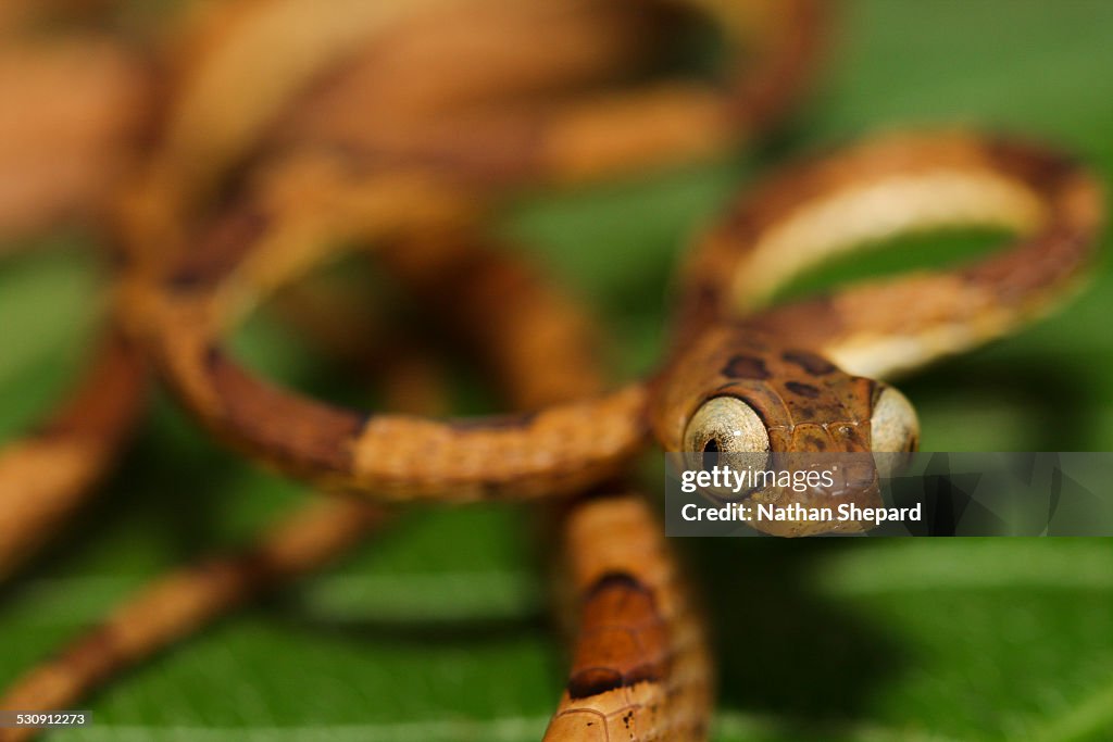 Imantodes lentiferus