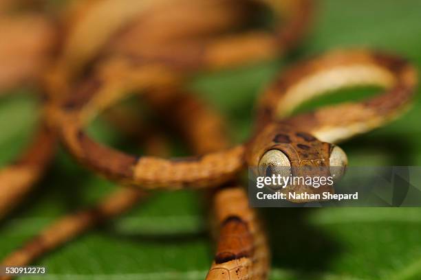 imantodes lentiferus - blunt headed tree snake stock pictures, royalty-free photos & images