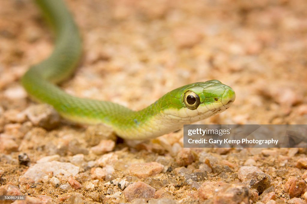 Rough Green Snake