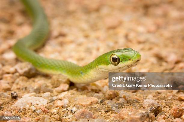rough green snake - opheodrys aestivus stock pictures, royalty-free photos & images