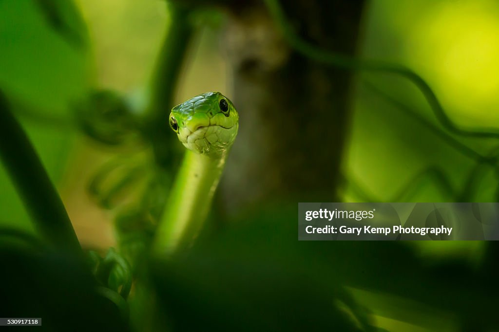 Rough Green Snake