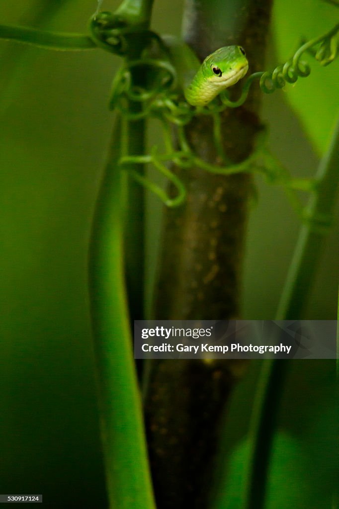 Rough Green Snake