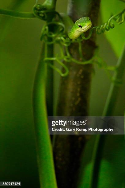 rough green snake - opheodrys aestivus stock pictures, royalty-free photos & images