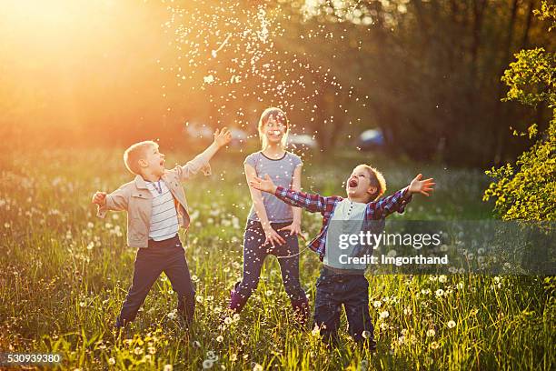 sister and brothers playing in dandelion field - family flowers stock pictures, royalty-free photos & images