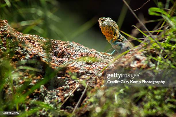 collard lizard - crotaphytidae stock pictures, royalty-free photos & images