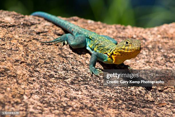 collard lizard - crotaphytidae stock pictures, royalty-free photos & images
