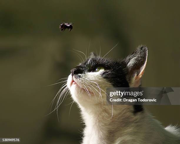 cat - flying cat stock pictures, royalty-free photos & images