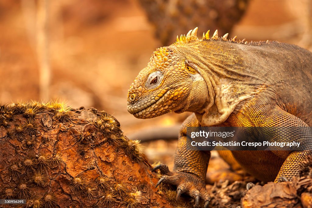 Land iguana looking for food