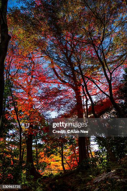 maple leaves - japanese threadleaf maple tree stock pictures, royalty-free photos & images