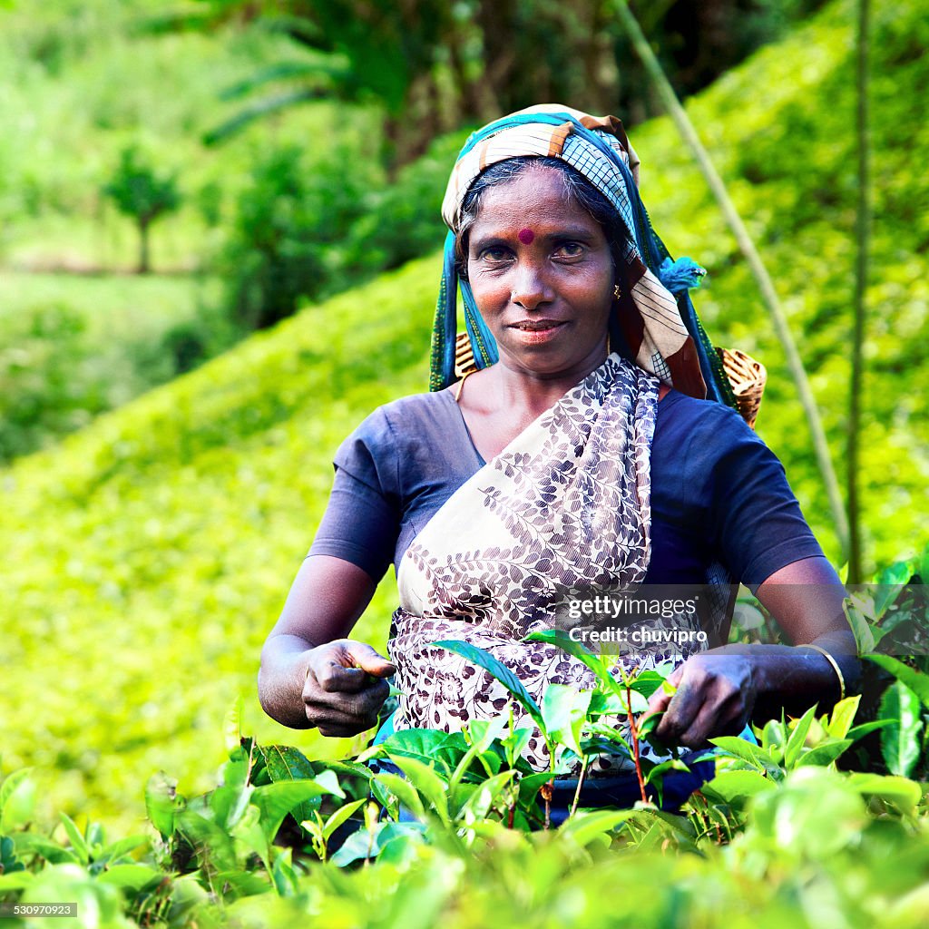 Women plucking tea leaves