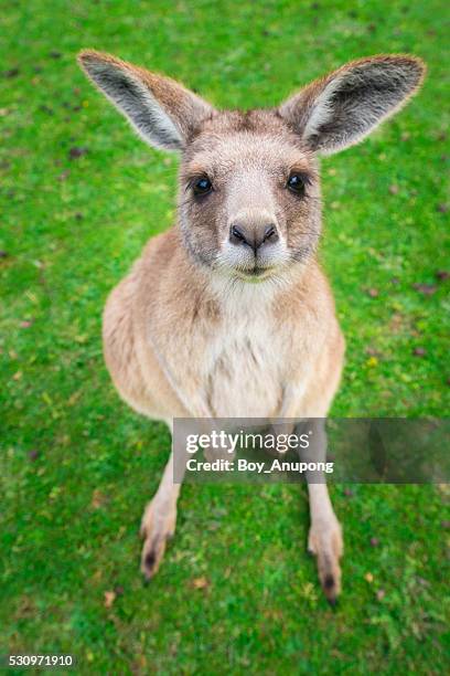 baby kangaroo - wallaby stock pictures, royalty-free photos & images