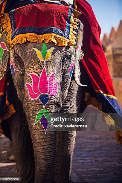 - schönheit elephant - amber fort stock-fotos und bilder