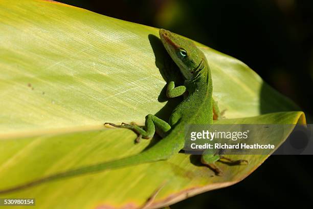 Lizard sits on a leaf during the first round of THE PLAYERS Championship at the Stadium course at TPC Sawgrass on May 12, 2016 in Ponte Vedra Beach,...