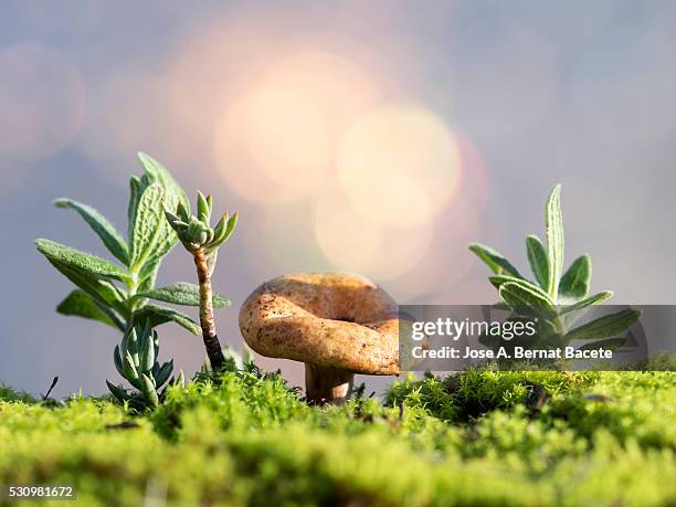 Russulaceae Lactarius Sanguifluus Photos and Premium High Res Pictures - Getty Images