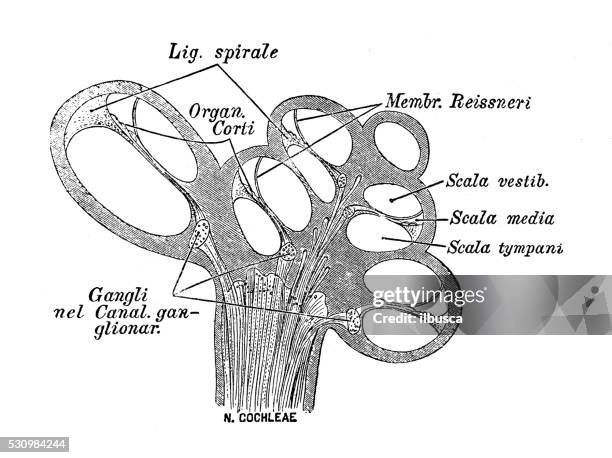 human anatomy scientific illustrations: cochlear nerve - vestibulocochlear nerve stock illustrations