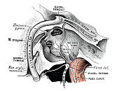 Human anatomy scientific illustrations: tympanic nerve (nerve of Jacobson)