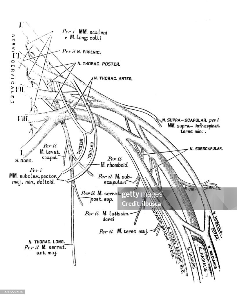 Human anatomy scientific illustrations: Brachial plexus