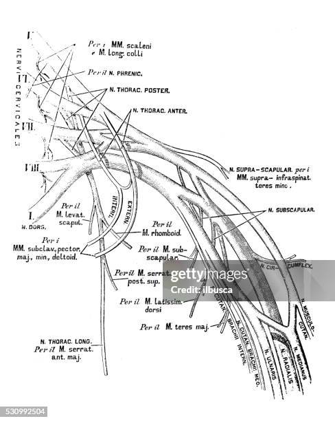 human anatomy scientific illustrations: brachial plexus - brachial plexus stock illustrations