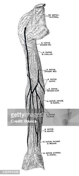illustrazioni stock, clip art, cartoni animati e icone di tendenza di illustrazioni scientifiche di anatomia umana: braccio nervi - braccio umano