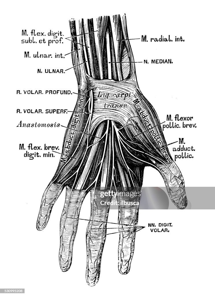 Human Anatomy Scientific Illustrations Hand Nerves High-Res Vector ...