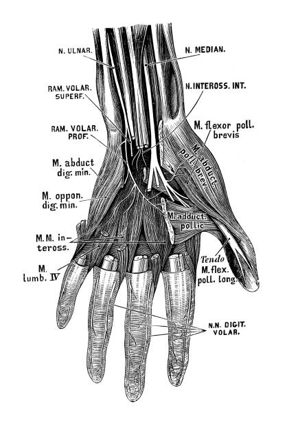 Human Male Hand Male Human Anatomy Diagram Photos and Premium High Res Pictures - Getty ...