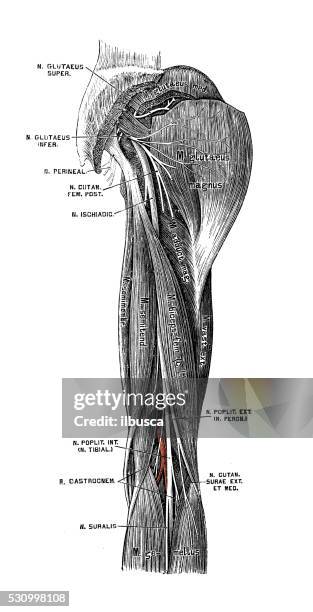 ilustraciones, imágenes clip art, dibujos animados e iconos de stock de ilustraciones científicas de anatomía humana : nervio ciático - sciatic