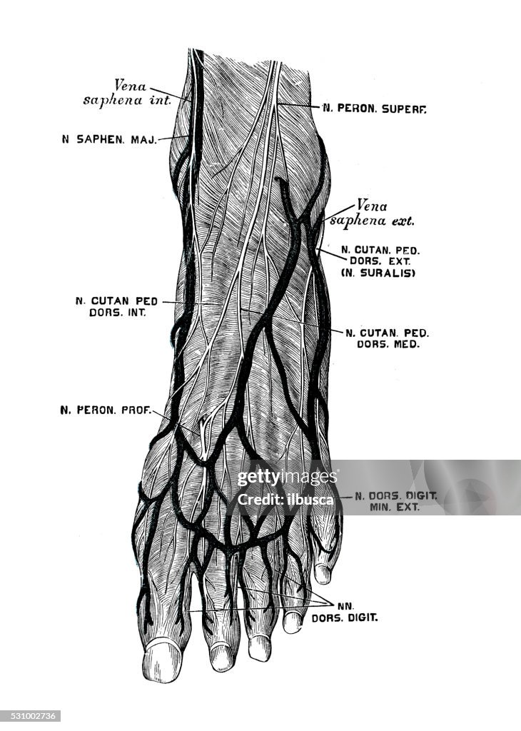 Human anatomy scientific illustrations: foot nerves
