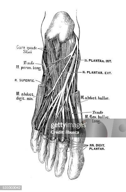 ilustrações de stock, clip art, desenhos animados e ícones de ilustrações científicas da anatomia humana: pé de nervos - ciática