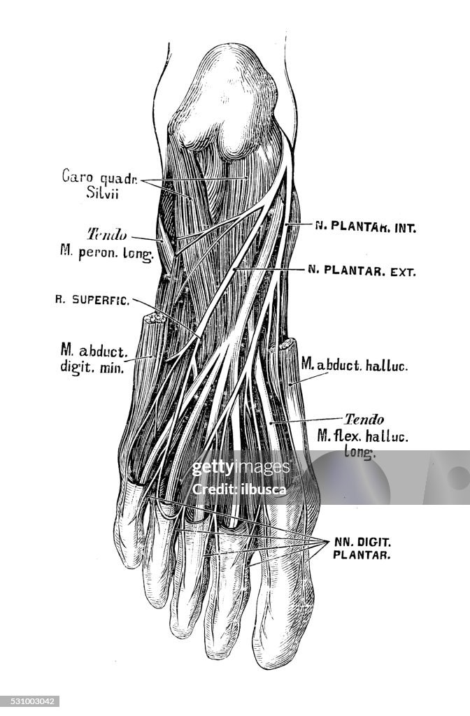 Human anatomy scientific illustrations: foot nerves