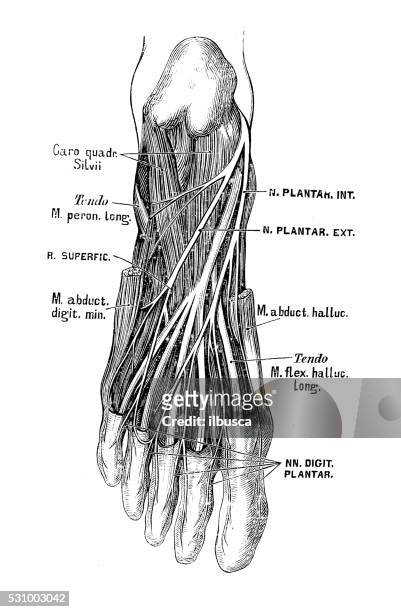 human anatomy scientific illustrations: foot nerves - human foot anatomy stock illustrations
